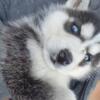 Siberian Husky puppy