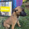 BELGIAN MALINOIS PUPPIES AKC