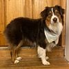 AKC Australian Shepherd Stud Service