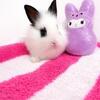 Lion head bunnies