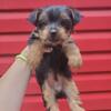 CKC Registered 8 weeks male Yorkie Terrier puppy! Ready for his forever home!