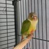 FOR SALE  2 Male 14 week old Green Cheek Conures for sale