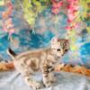 HIGHLANDER/DESERT LYNX MARBLE FEMALE KITTEN 