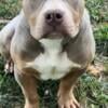 Lilac Tri American Bully (Male)