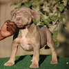 American bully puppies available