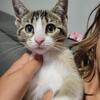 Female kitten