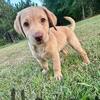 Lab pup