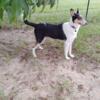 9 mo smooth collie puppy 