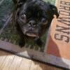 Rehoming Pug 5yr old Spayed