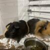 2 guinea pigs + home