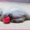 Himalayan Kitten Blue-eyed Beauty