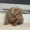 🚨 English Bulldog 12 wks, AKC, 🎄 Special 🚨