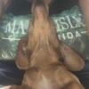 Miniature dachshund adult red female, complete sweetheart, four years old.