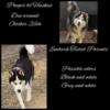 Siberian Husky puppies due in oct/nov