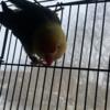 Lovebird sale with cage