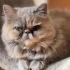 Lilac Tortie Minuet