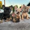 Fluffy AKC French Bulldog Puppies