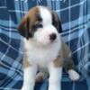 Beautiful Akita/Saint Bernard mixed puppies 