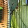 Breeding pair of Indian ringnecks