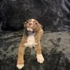  3 pups for loving homes