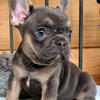 Male French bulldog carries fuffly and all colors 