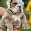 English Bulldogs Puppies