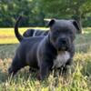 WE HAVE 2 PUPPIES AVAILABLE 1G &1B ABKC REGISTERED POCKET AMERICAN BULLY