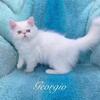 Snow White Persian in Arkansas