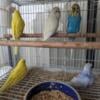 Budgies English parakeet