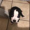 Pitbull/ xl bully puppy