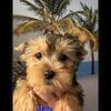Yorkies