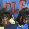 Miniature Shih-poo