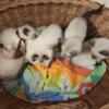 Male siamese kitten available