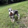 AKC Miniature Schnauzer at Stud