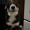 English shepherd pup