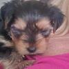 Yorkie Pups