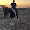 6yr old gelding