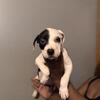 Apbt puppy for sale