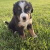 AKC Bernese Mt Dog puppies 