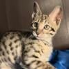 REAL King Savannah Kittens