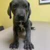 Great Dane puppy female