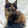 Purebred Maine Coon kittens