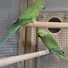 Indian Ringnecks