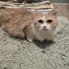 Persian Munchkin Kitten