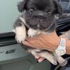 Fluffy frenchie