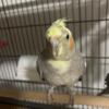 Baby cockatiels 4 months