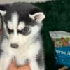 7 Husky Puppies For Sales