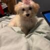 Female maltipoo puppy