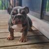 Quality English Bulldog Pup