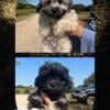 2 Maltipoo puppies available